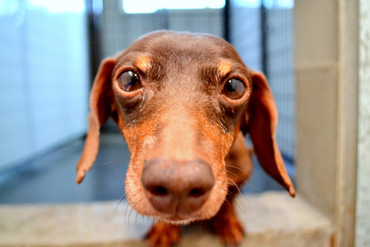 Please RETWEET and tell people about <a href="/MillDogRescue/">Mill Dog Rescue</a> so we can educate about #puppymills and save more #puppymilldogs