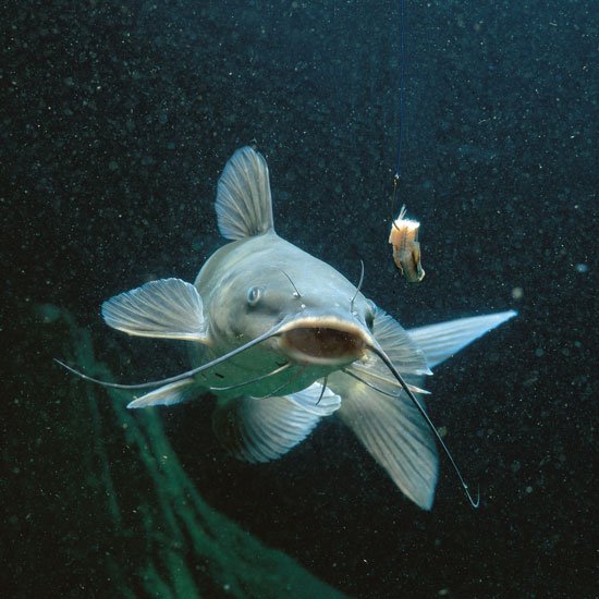 AverageHunter's tweet image. The entire body of catfish is covered with taste buds that can detect chemicals in the water and respond to touch.