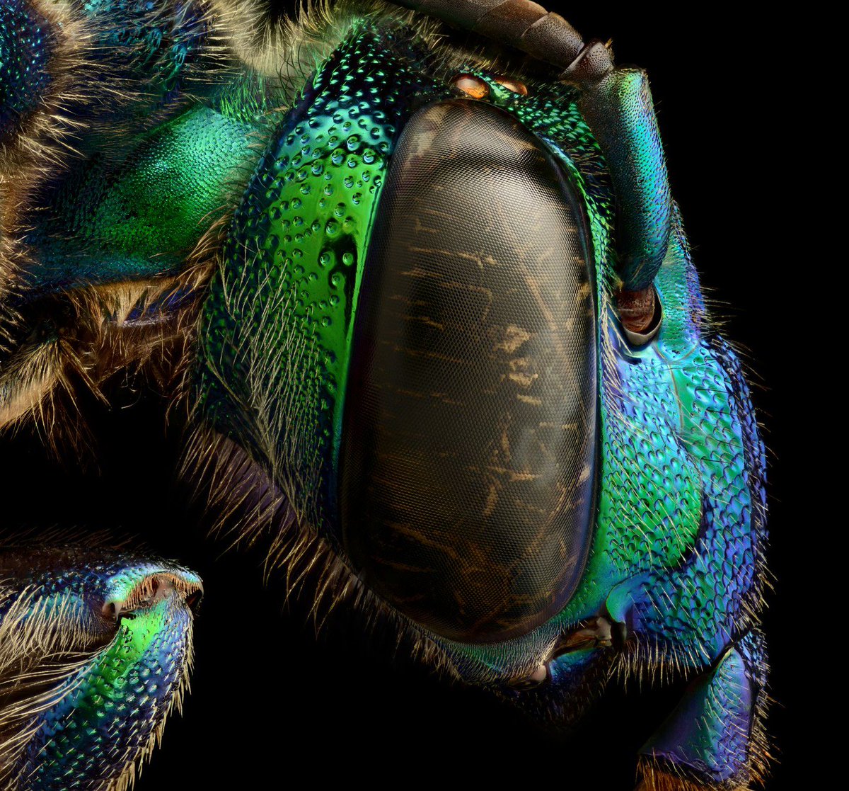 MakeLabUK's tweet image. Incredible images from Levon Biss @morethanadodo... microsculpture.net @microsculpture