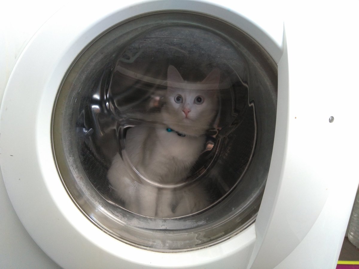 latorregomez's tweet photo. Pues sí, tengo una gata en la lavadora 😂 https://t.co/szbfPmtfva