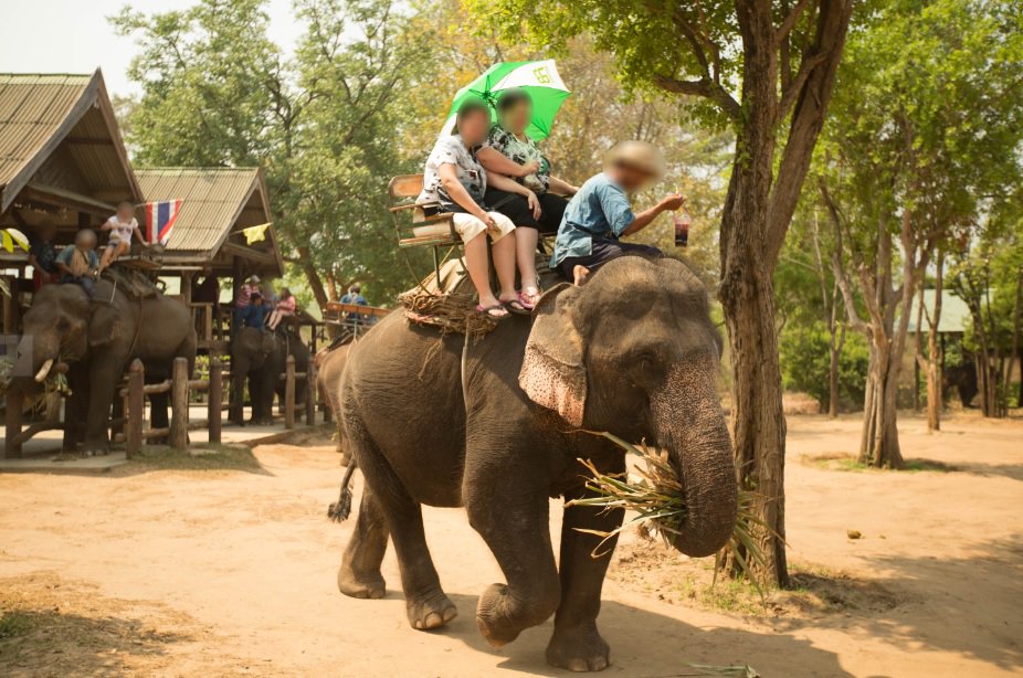PETAUK's tweet image. 🐘  “Elephants are wild animals, not some gap year plaything for Western tourists.”
ibtimes.co.uk/elephants-are-…