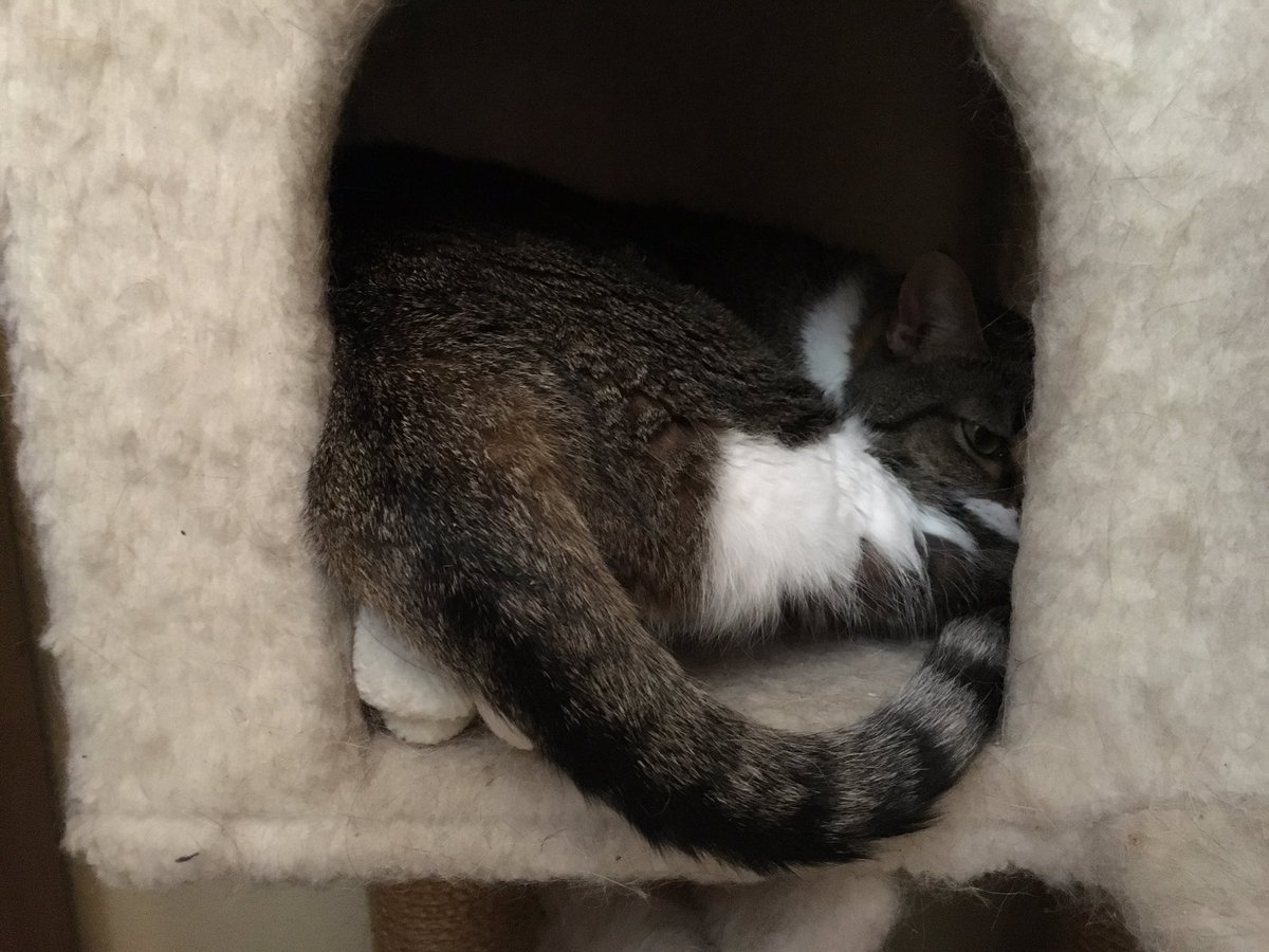 charcram's tweet photo. Does this cat tree make my butt look big? #cat #CatsOfTwitter #BigButtProblem https://t.co/bRGqXhGwxR