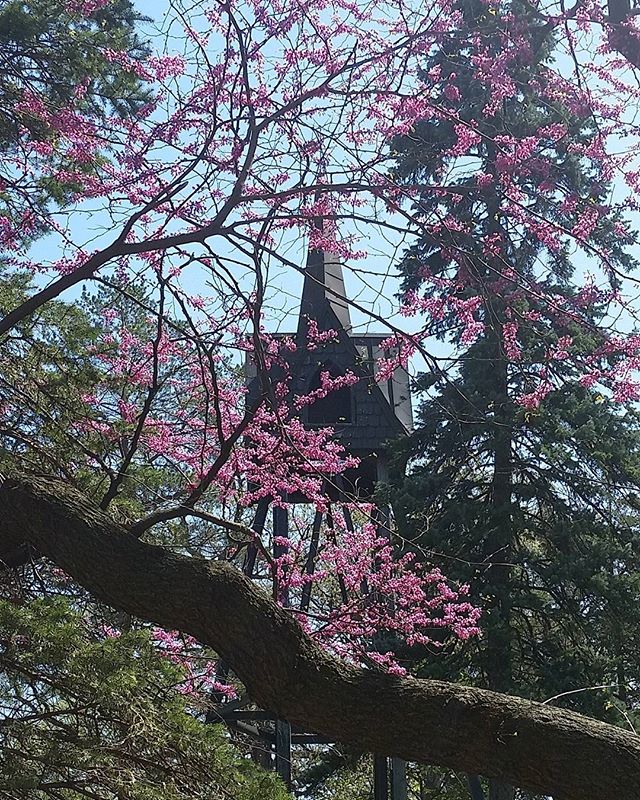 The third winner of our spring photo contest pairs the beautiful redbuds and our iconic bell tower! #AugieBeauty