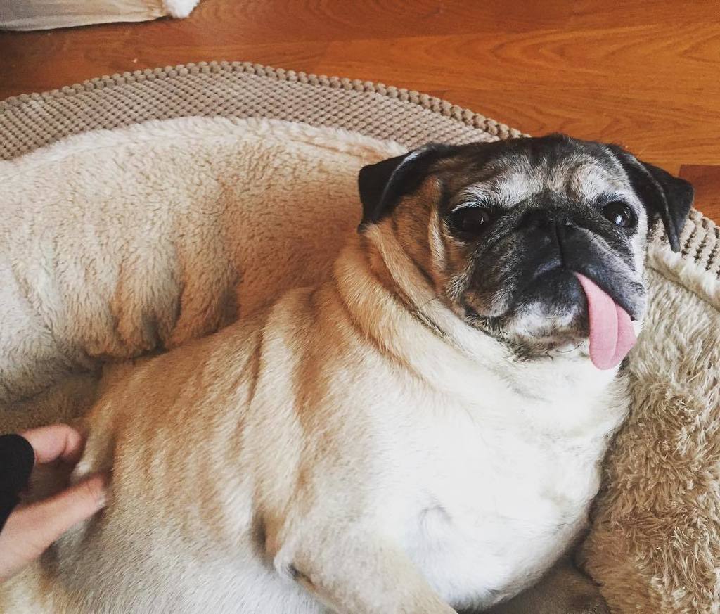 Puglee_Pug's tweet photo. Keep rubbing, just keep rubbing 🐶😘💕 #zoepug #cuddlepugs #pugs #puglife #rubbies #ilovemypug by cuddlepugs https://t.co/FOOnJBxTiN
