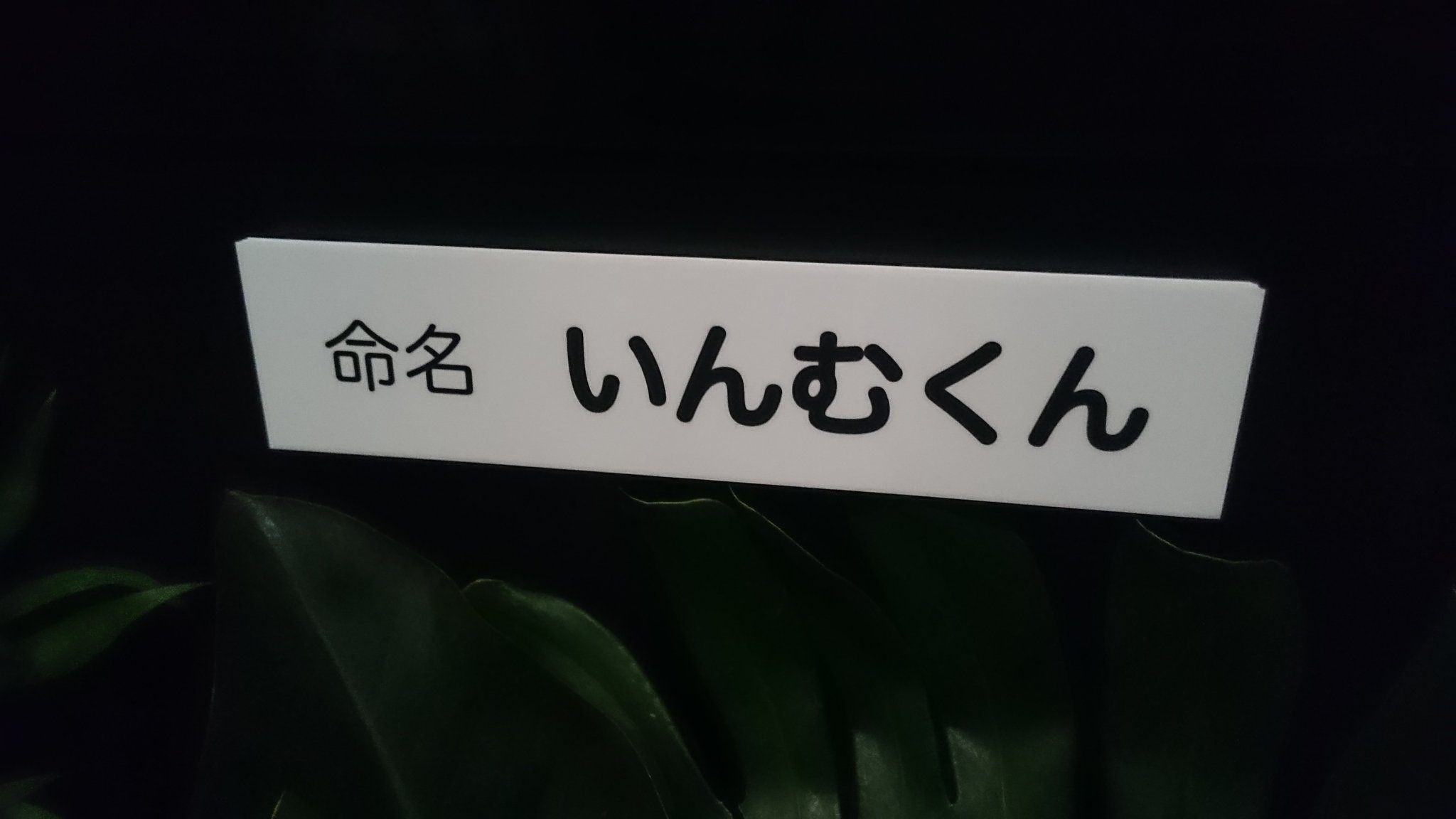 ビートまりお いんゆめくん