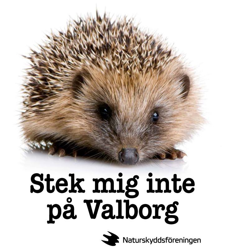 nossnaji's tweet image. #igelkottar #valborg #naturskyddsföreningen Flytta helst på högen innan du eldar på Valborg, tänk på #igelkotten