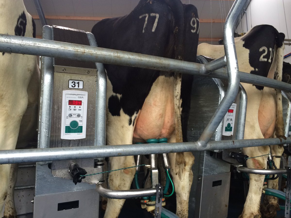 DairyCampus's tweet image. Van #melkrobot nu in melkcarrousel @AaltjeDairyCamp