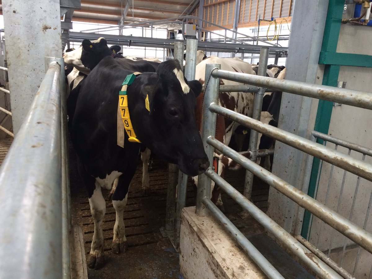 DairyCampus's tweet image. Van #melkrobot nu in melkcarrousel @AaltjeDairyCamp