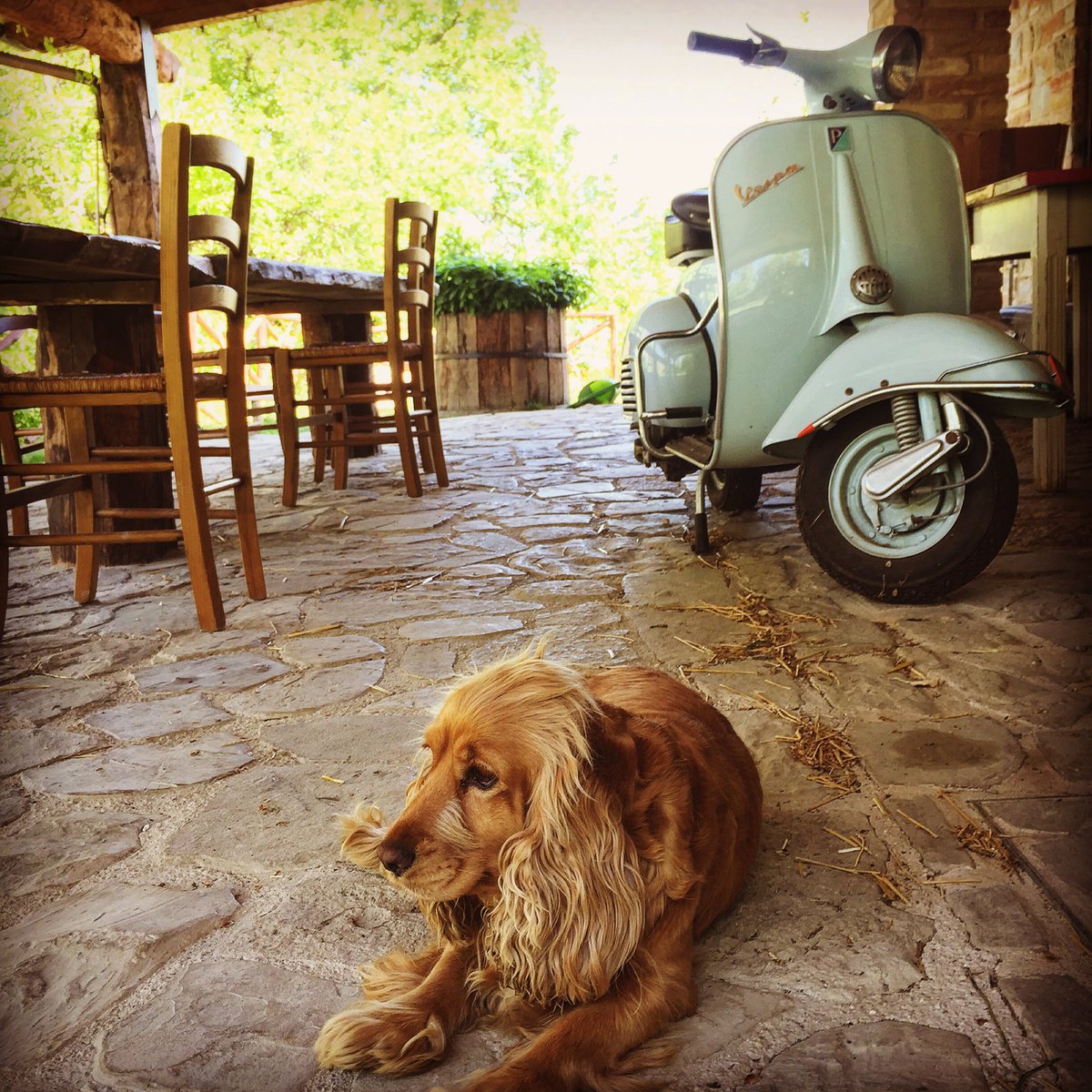 Trilly, the truffle dog, and an awesome old Vespa! I love this place! 🇮🇹 #Force #LeMarche #Italia #Love #Ramusè #Top