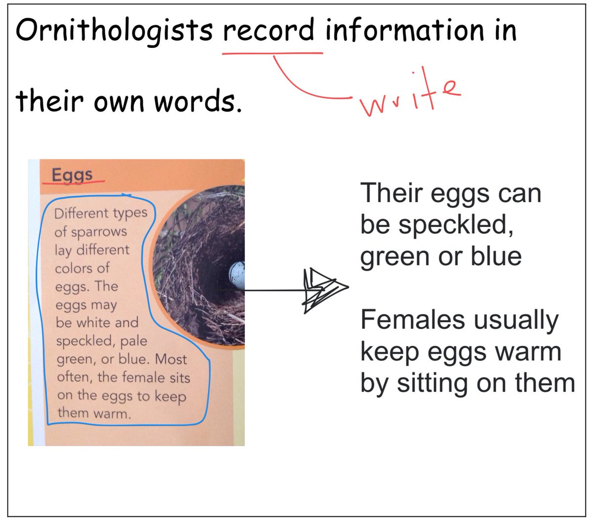 Cport_First's tweet image. Busy, busy #Ornithologists today in Room 101! #AndresClass #BirdWorkshop