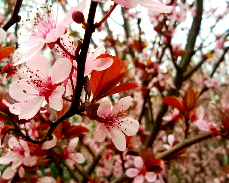 scoopshot's tweet photo. Beautiful blossoms by Wiktoria Madzia, submitted to last week's flowers task. https://t.co/oyIH9TROrt