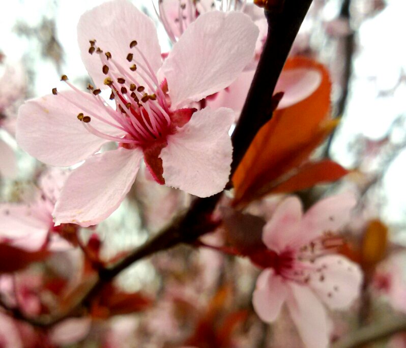 Beautiful blossoms by Wiktoria Madzia, submitted to last week's flowers task.