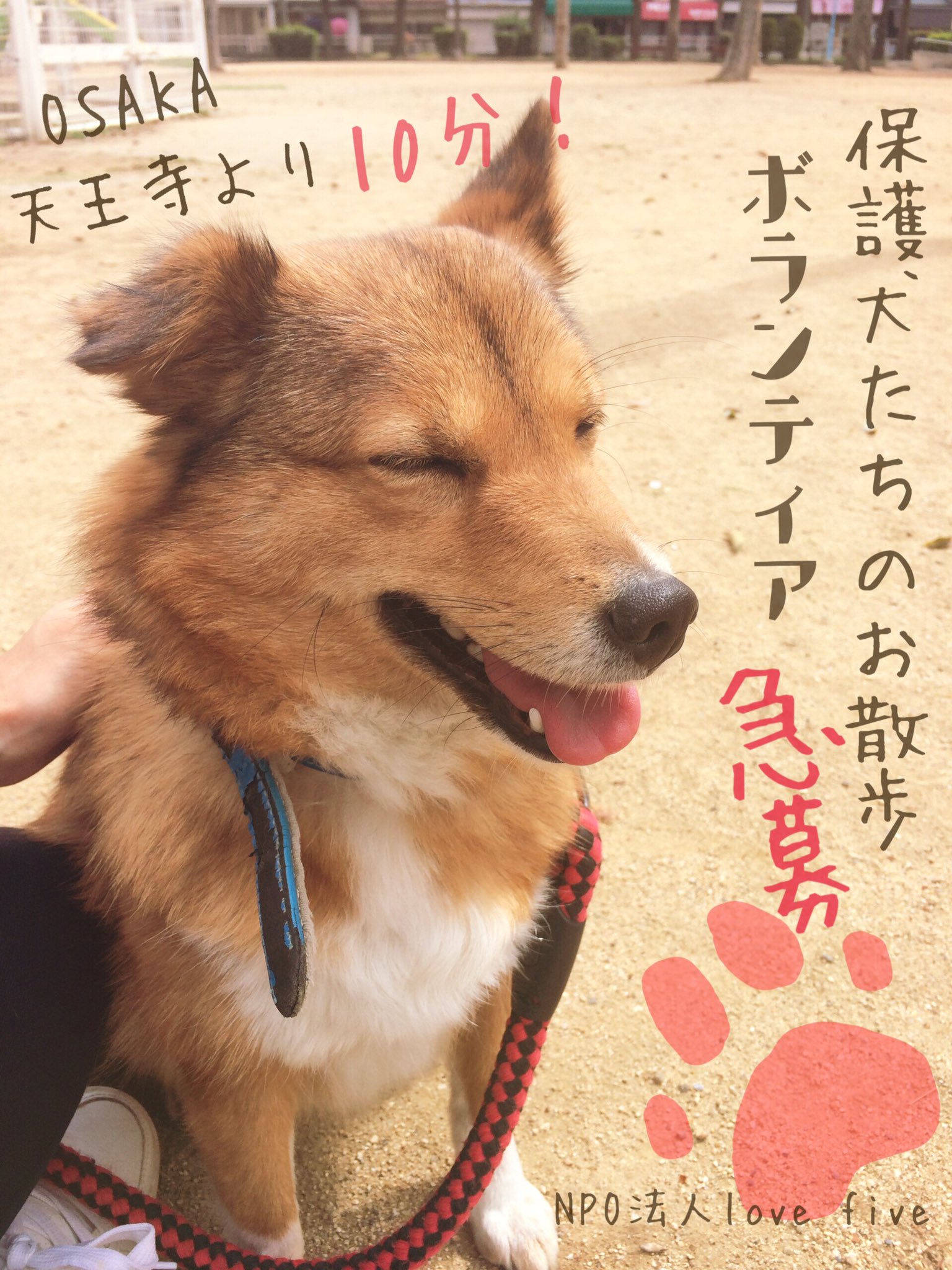 ラブファイブさん 応援してます 保護犬ボランティア急募 毎朝10 15 12 15 大阪 天王寺より10分 犬好きさん是非 拡散希望 ラブファイブ 保護犬カフェ 大阪 生野区 天王寺 保護犬 ボランティア 犬好き お散歩 朝活 T Co