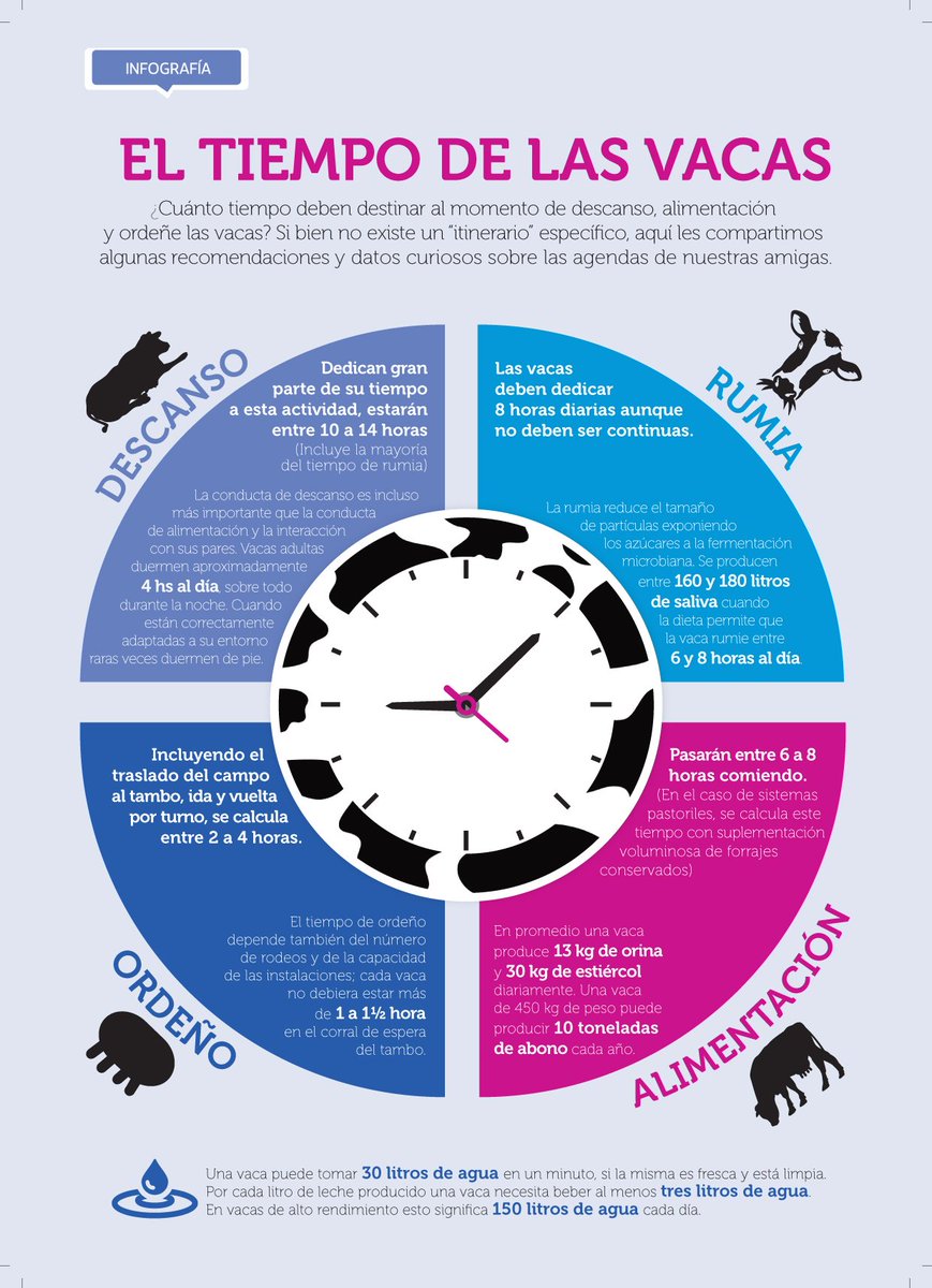 Infortambo's tweet photo. ¿Cuánto tiempo deben destinar las vacas a descansar, alimentarse y ordeñar? Datos curiosos sobre sus agendas  🐮 🕑 https://t.co/cOXNARk1Pv