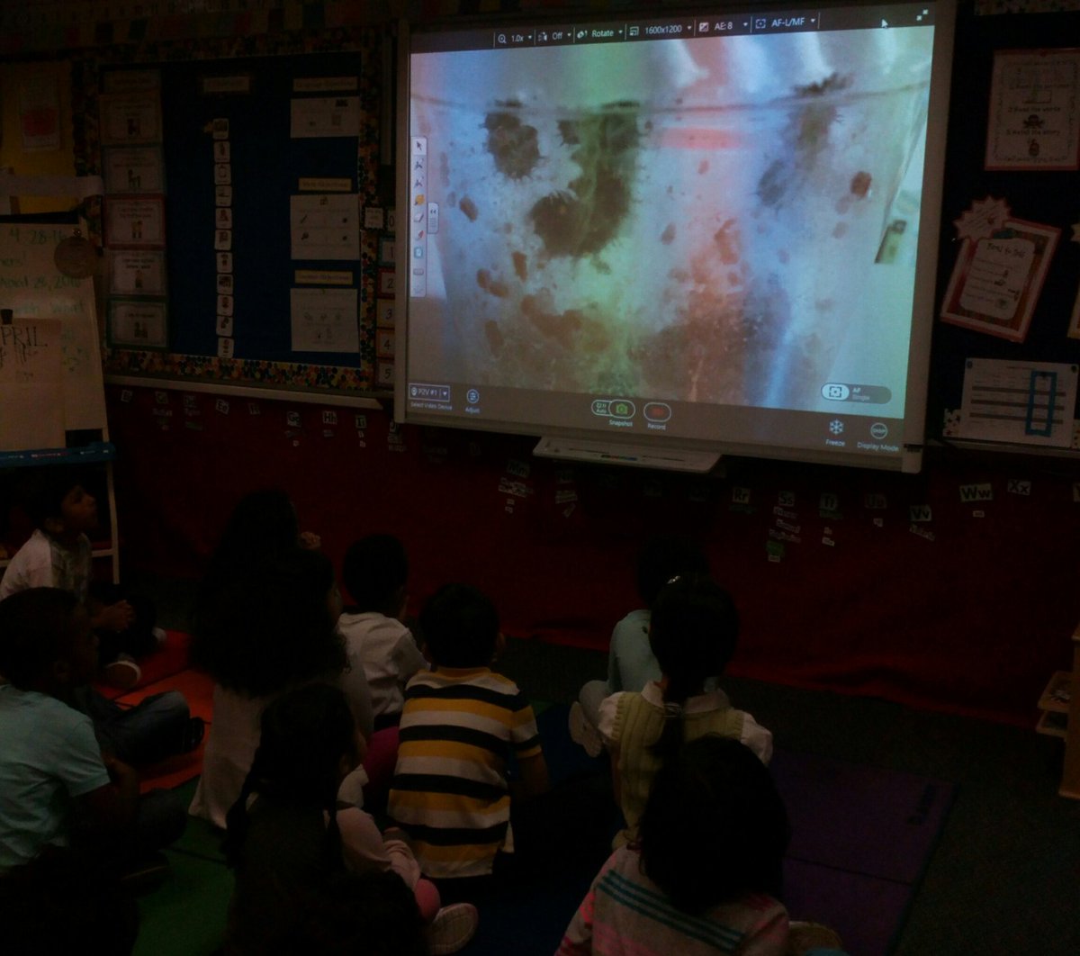 RandolphKStars's tweet photo. daily observation of our caterpillars! #excitement #butterflylifecycle #technology #observationjournals #ranIBstars https://t.co/bUD7cwPRb5