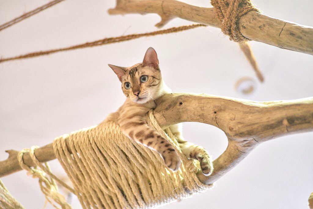 #QuandJavais10Ans je jouais au chat perché