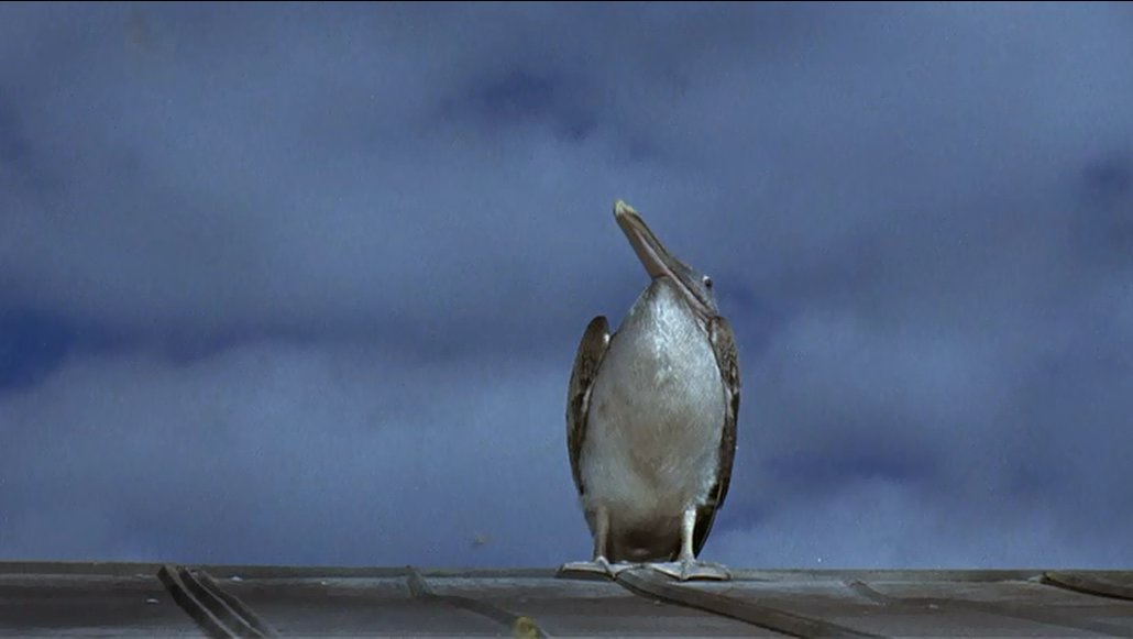 sandy_flipper's tweet photo. Pete is one #sassy bird https://t.co/2hfdbJROPr
