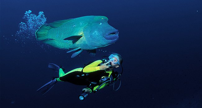 They're big and they're beautiful. Here's 6 reasons why everyone loves a Humphead Wrasse! shout.lt/bzp16