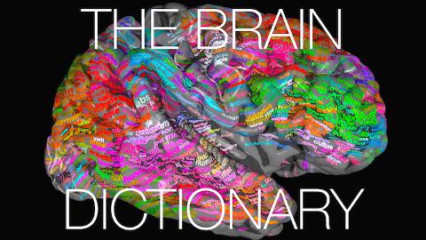 MaoriSci's tweet photo. Watch: An interactive brain map shows which areas respond to different words https://t.co/4JN0Nvdi7R https://t.co/QKhp80MO4k #maoristem