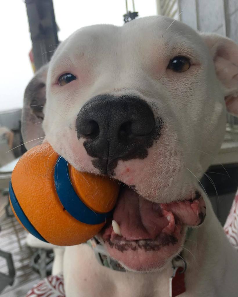 Hollytex's tweet photo. Waitin' out this afternoon storm for some #chuckitfetchgames. #midwestbullies #stellabelle https://t.co/VpkBWgutG9