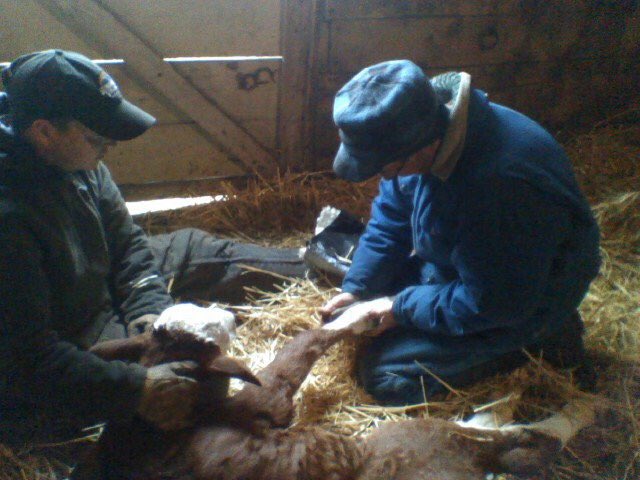 carlabelle6's tweet photo. Here ya go Earls. How Canadian beef is raised.
Sincerely,
Alberta Beef Producers https://t.co/LQb83Xwsmo