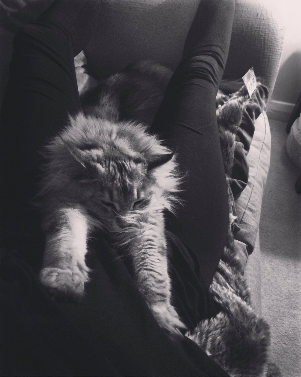 AslanandKiska's tweet photo. Fluff bag https://t.co/Qyb4hqHjE5