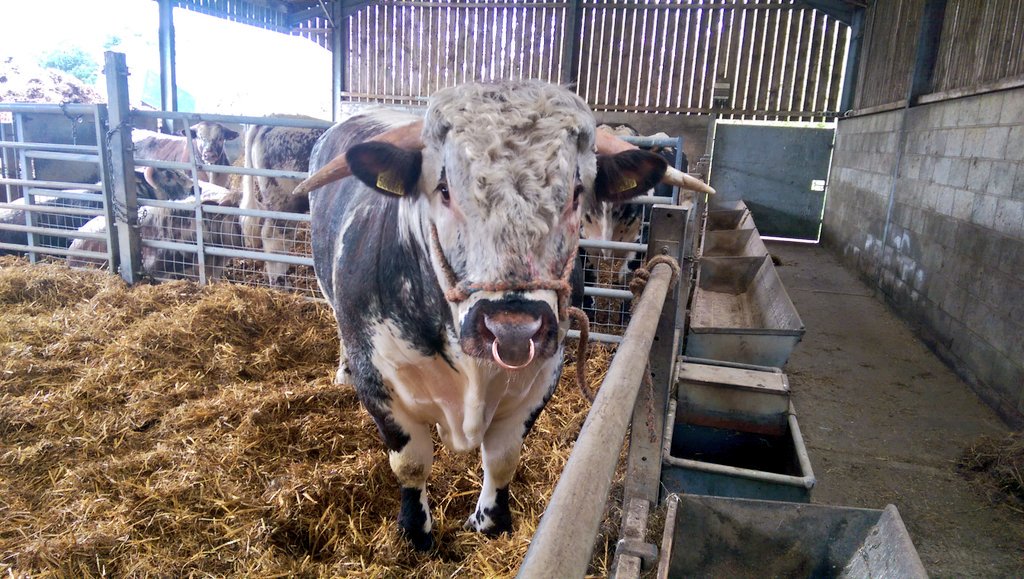 Tetford Vindicator had his feet trimmed today &amp; is sporting a smart new copper nose ring! 👍🐮#Tetfordlonghorns #bling