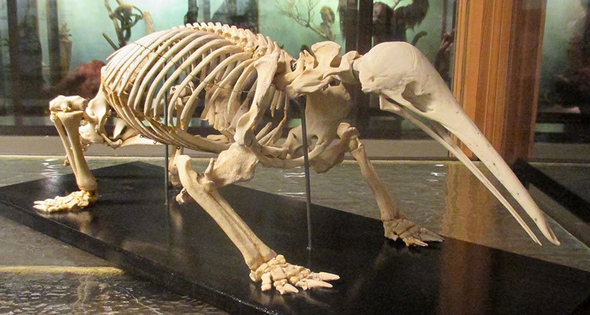 DiscoverDrCool's tweet photo. "How animal poop could be key in solving echidna mystery" https://t.co/5XiCgiYVId https://t.co/mYRH71OYJT