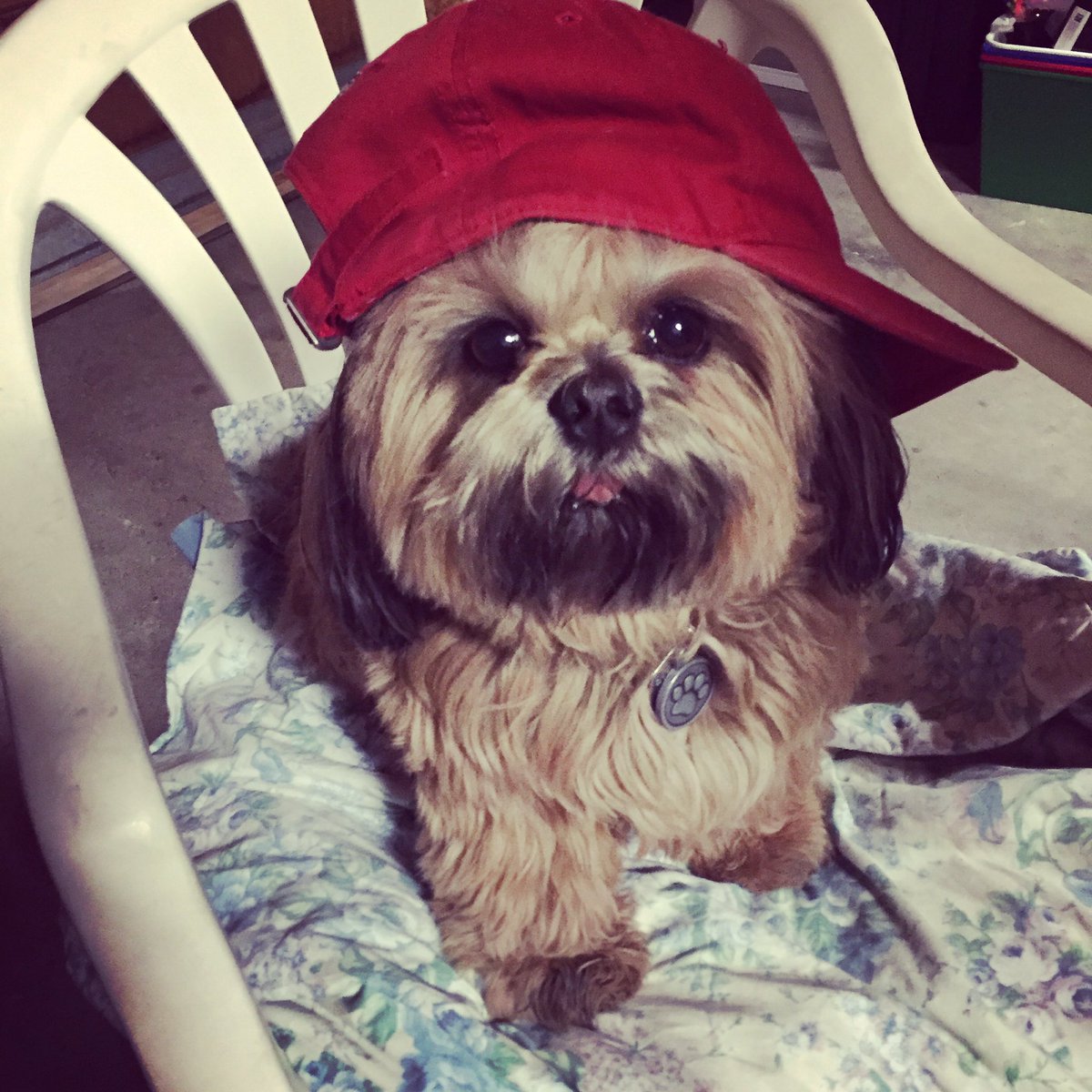 WeShihTzuYouNot's tweet photo. Say hi to my #BFF Teddy the #shihtzu #dogsoftwitter #goodmorning #backwardhat #dogswag #teddytheshihtzu https://t.co/YFZVDlA3Aa