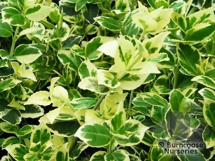 GrownDirect's tweet photo. Groundcover plants form a beautiful carpet across your garden - great for covering bare patches and banks #gardening https://t.co/dAsoggPr0y