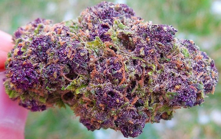 Weed Pics™ tweet media