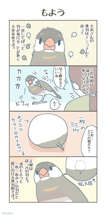 もよう。換羽期のおはなし。#buncho #文鳥 #javasparrow 