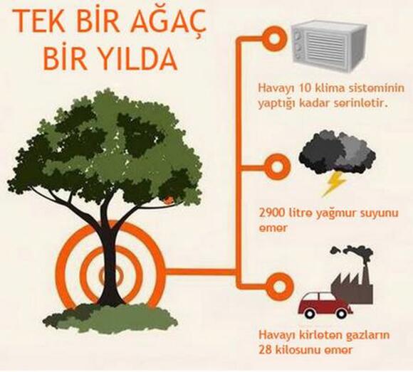 Tek Bir Ağaç Bir Yılda
