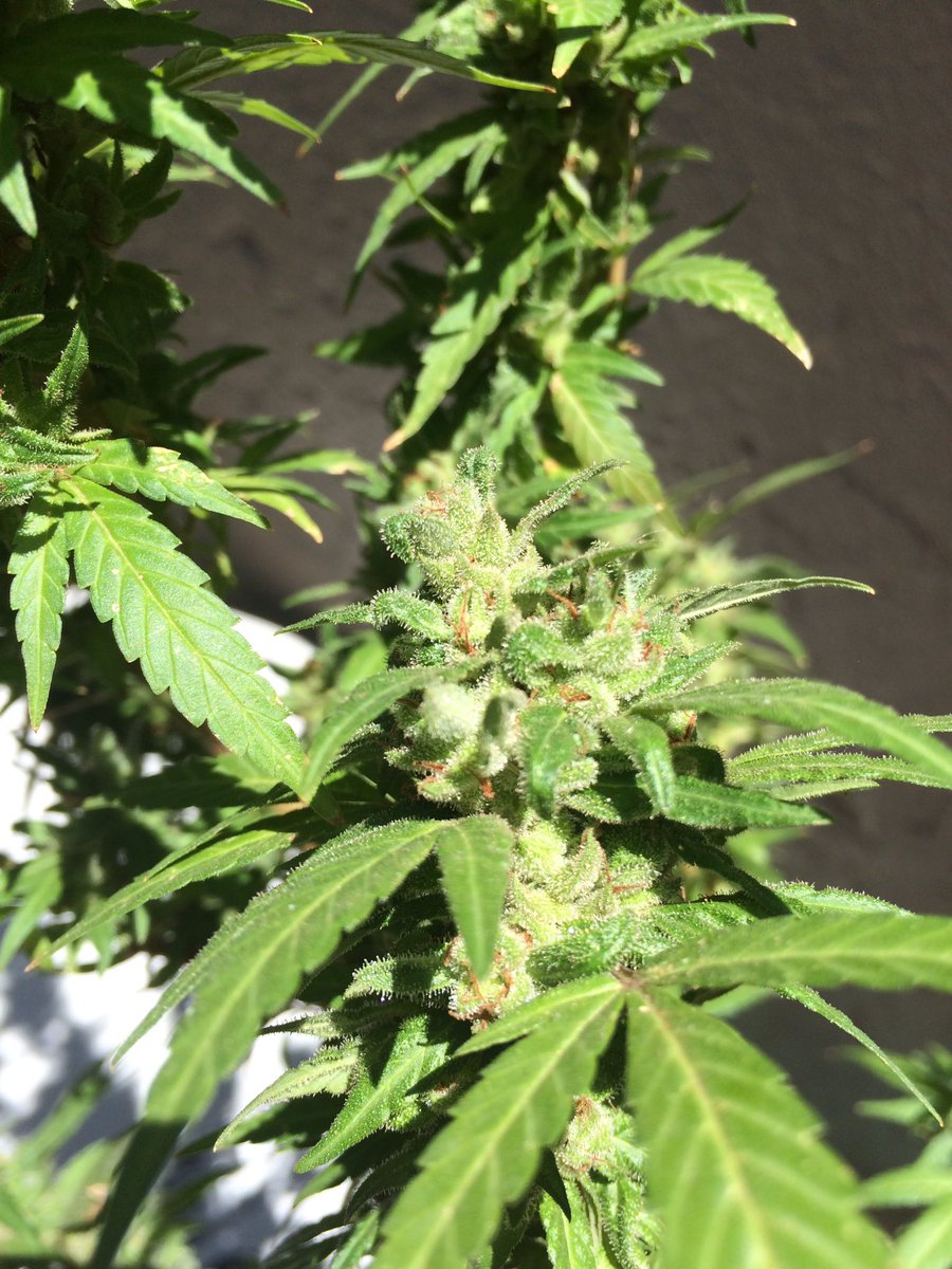 martin_grobler's tweet photo. I wouldn't mind winning a SpaceBong from @Bongalonglife to smoke my lady when shes ready. #CTCW2016 🙊 https://t.co/YDX50XT4Bt