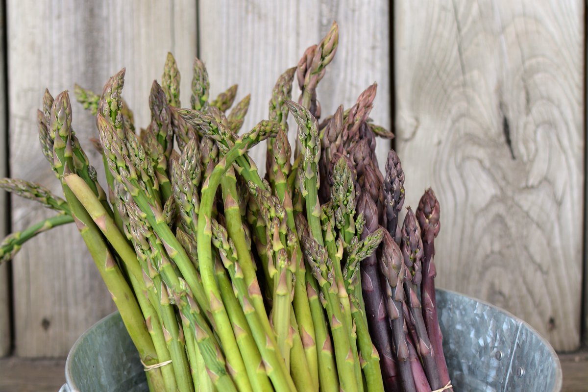 We've got green/purple asparagus from <a href="/mickklugfarms/">Mick Klug Farms</a>! @stockcafechi has a recipe for it: goo.gl/iVFEuu