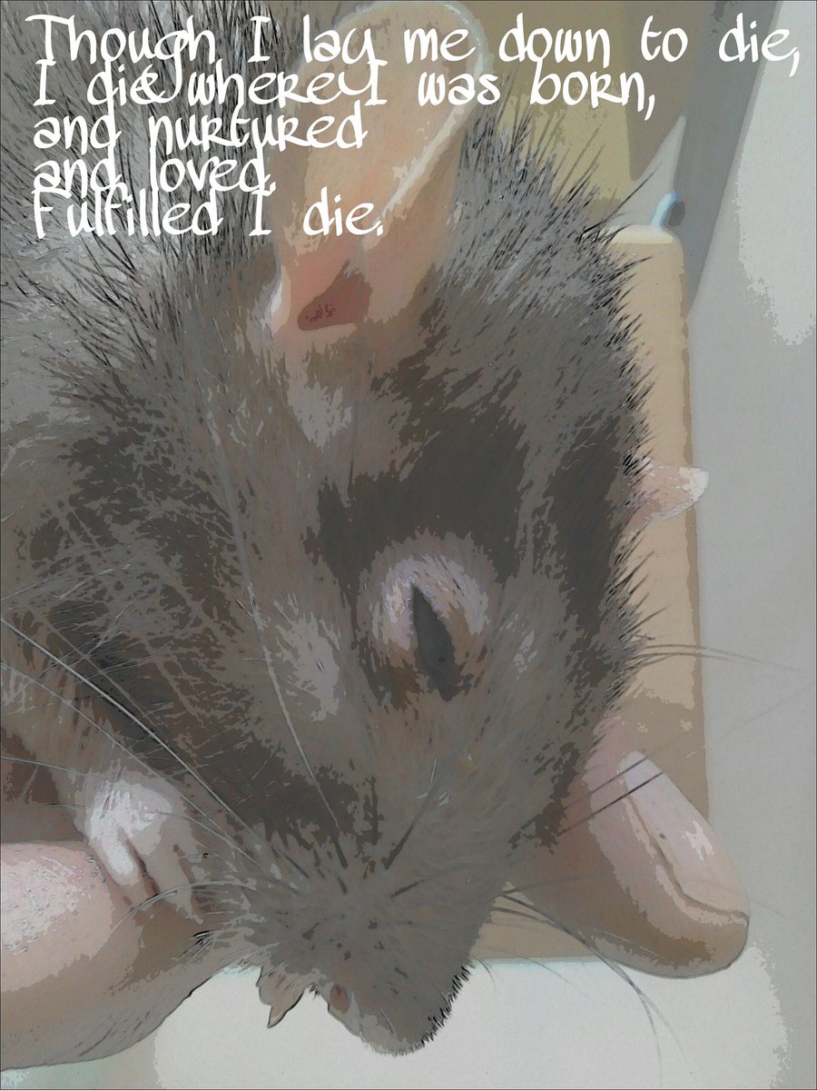 markhendersonm1's tweet photo. My Rattiratratrat, glad to have been there for you.
https://t.co/ztc6yLkxdS https://t.co/97JZKCJnOS