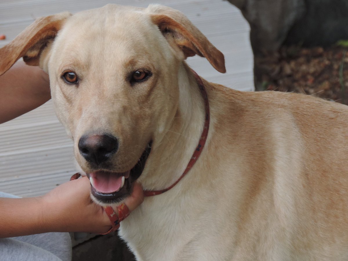 PSF_grancanaria's tweet photo. Saul - nuevo perrito para adoptar:
https://t.co/4WpcOYdnCe https://t.co/CIRolIoB8l