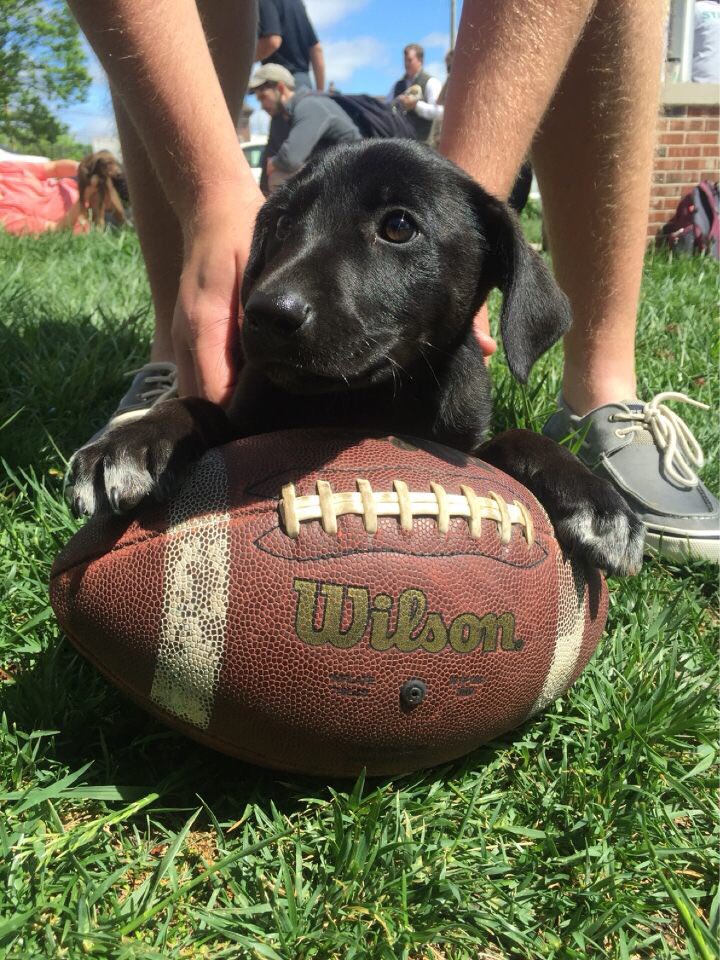 DeltSigMizzou's tweet photo. We heard this little guy was trying to walk on to the football team. #DogDays https://t.co/BpCiKytKGy