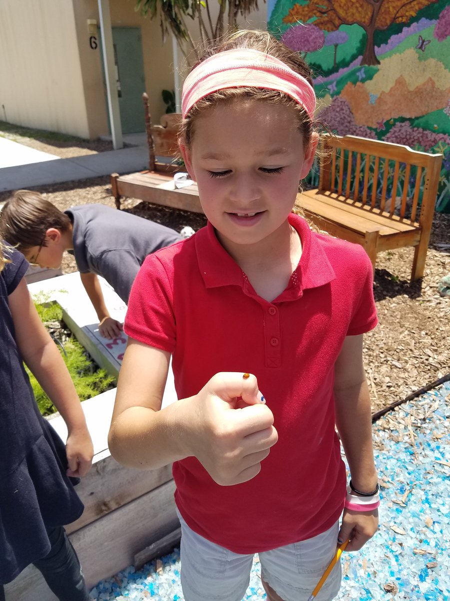 FSEtracyteach's tweet photo. #sciencesoars @Freedom_Shores Added benefit of a green classroom... observed the larva & pupa of the ladybug @pbcsd https://t.co/kPnHGZUUpn