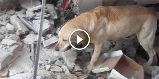 #VéritableHéro Un chien meurt d'épuisement après avoir sauvé 7 vies 😰 ☛ bit.ly/1VWDIO8