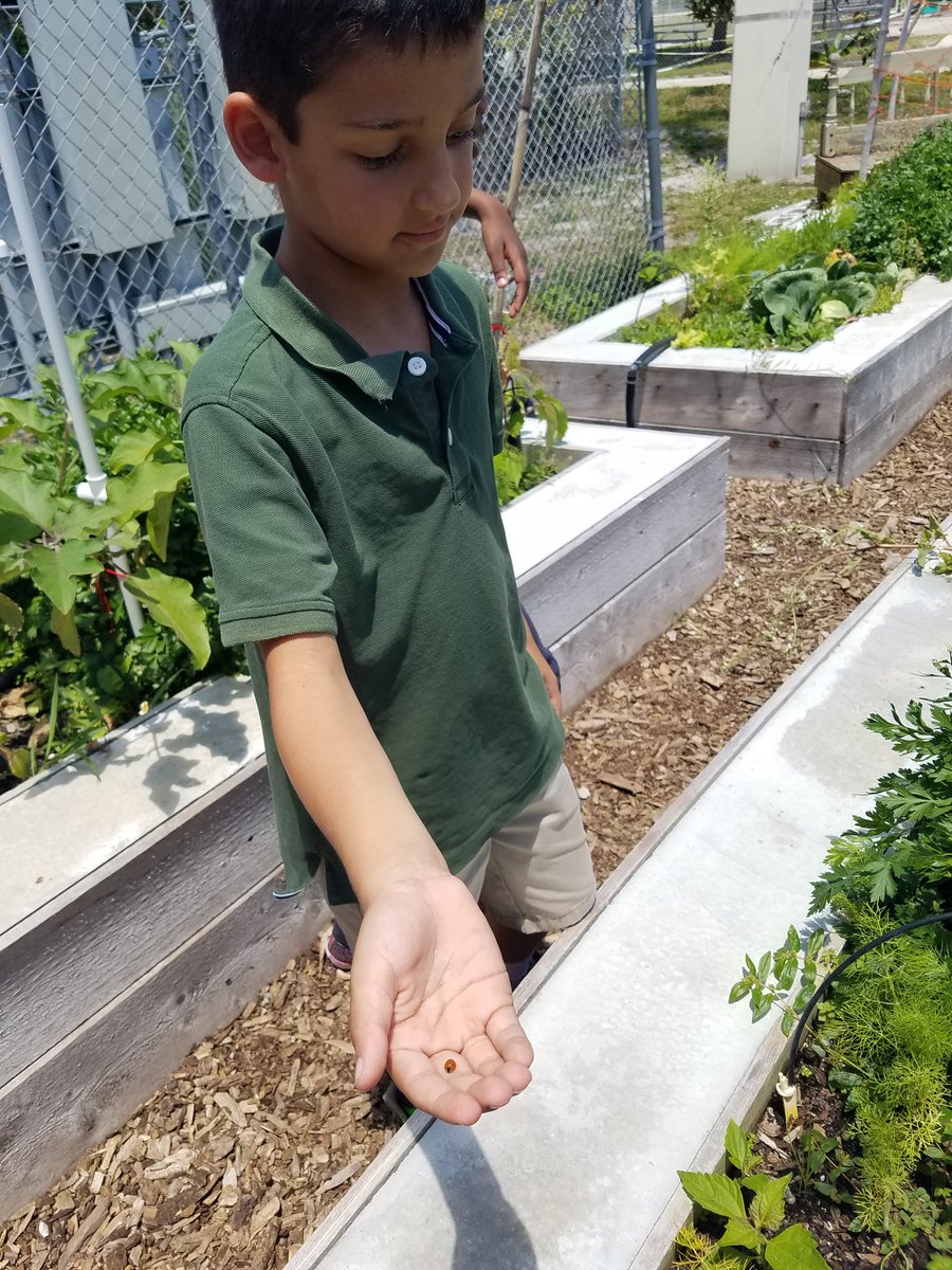 FSEtracyteach's tweet photo. #sciencesoars @Freedom_Shores Added benefit of a green classroom... observed the larva & pupa of the ladybug @pbcsd https://t.co/kPnHGZUUpn