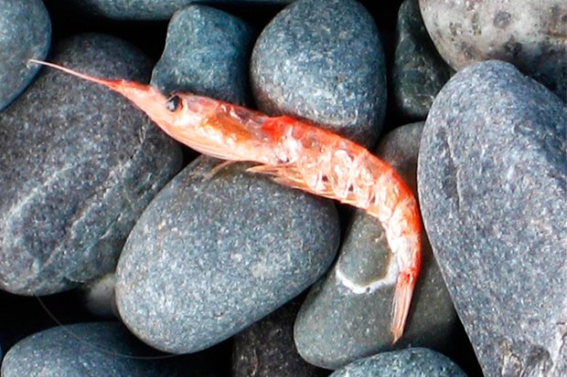 #SabiasQue El Krill es un superalimento en peligro de extinción #Curiosidades #alimentos ow.ly/4ncktU