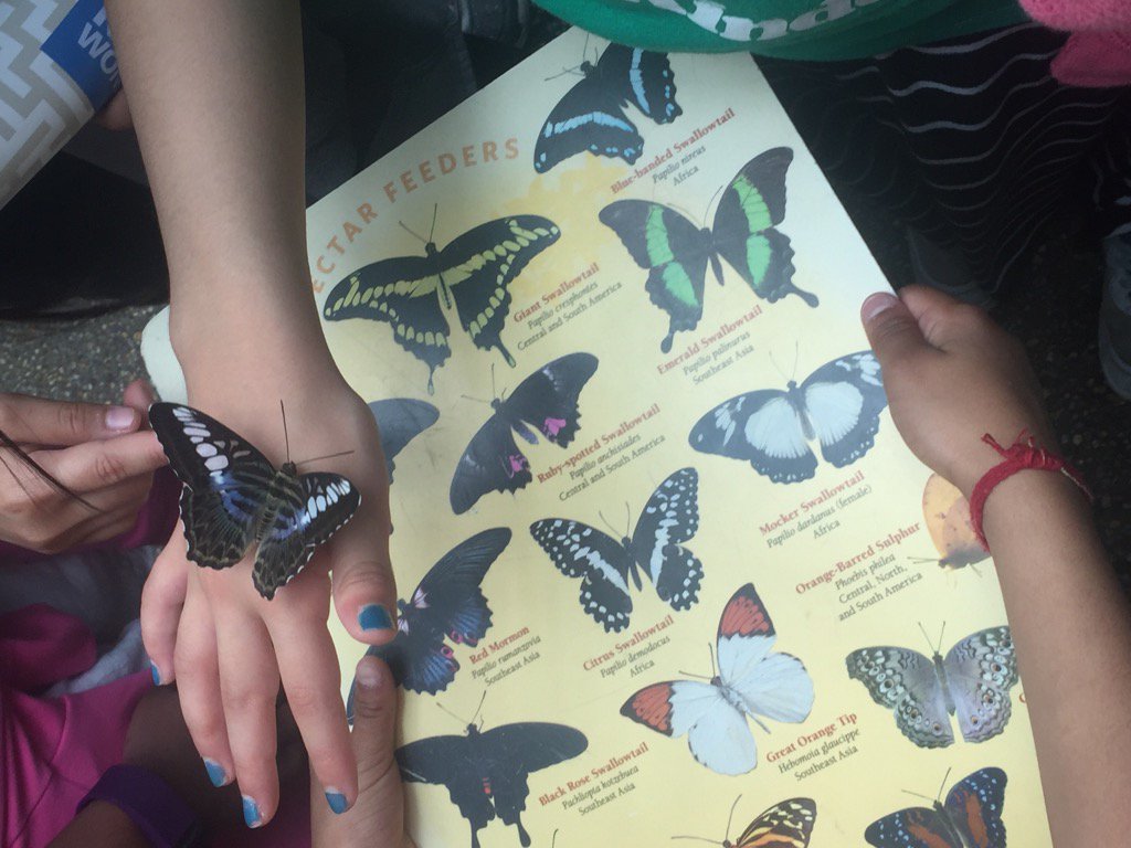 You know, just hanging with our Butterfly friends!🐛🆒<a href="/CedarForkES/">Cedar Fork</a>