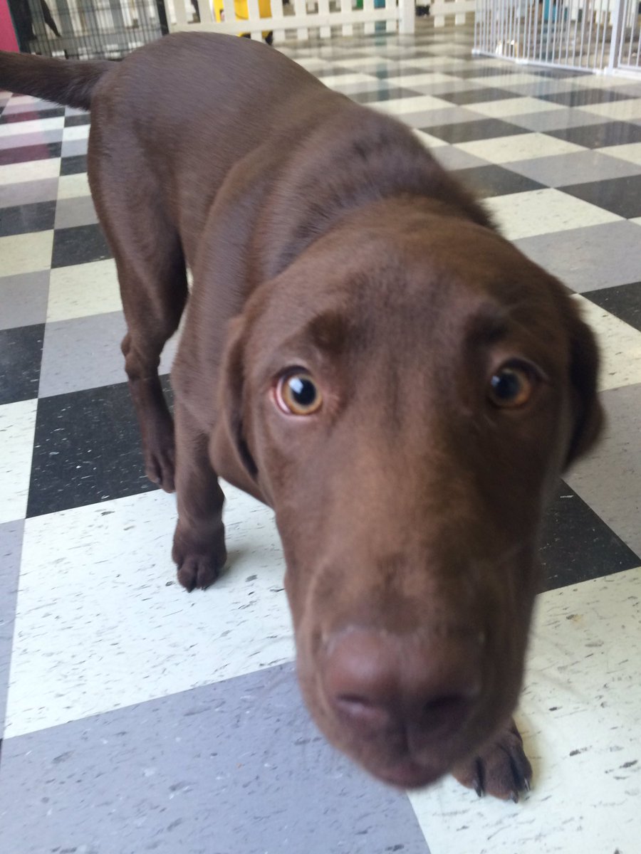 HappyDogsWloo's tweet image. Kirbys first day!! #welcometohappydogs. @sjsUNI