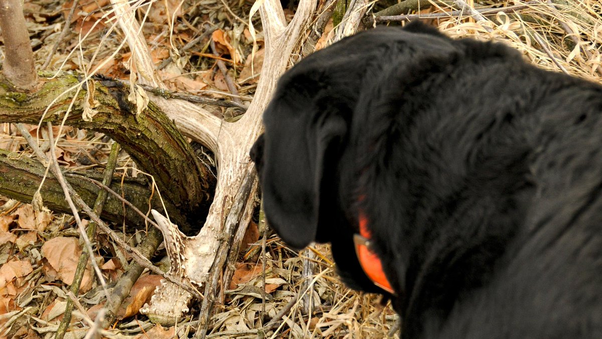 ShareFishing's tweet photo. 4 tips to transform your dog into a shed hunter https://t.co/RVtBZjrrJm #outdoors https://t.co/CsfmSSlKaq