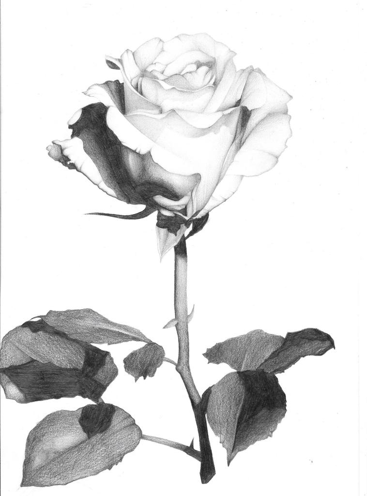 StormMaze's tweet photo. Tonal drawing. A rose for all. https://t.co/mjYOXDvZ78