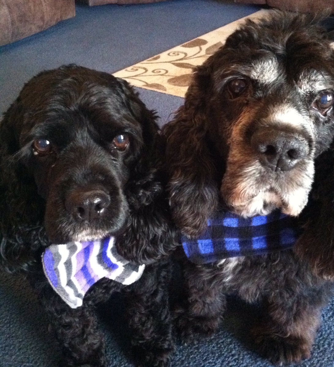 k9frames's tweet photo. Missing these two❤️❤️see you at the #rainbow bridge https://t.co/4SC6IH896M