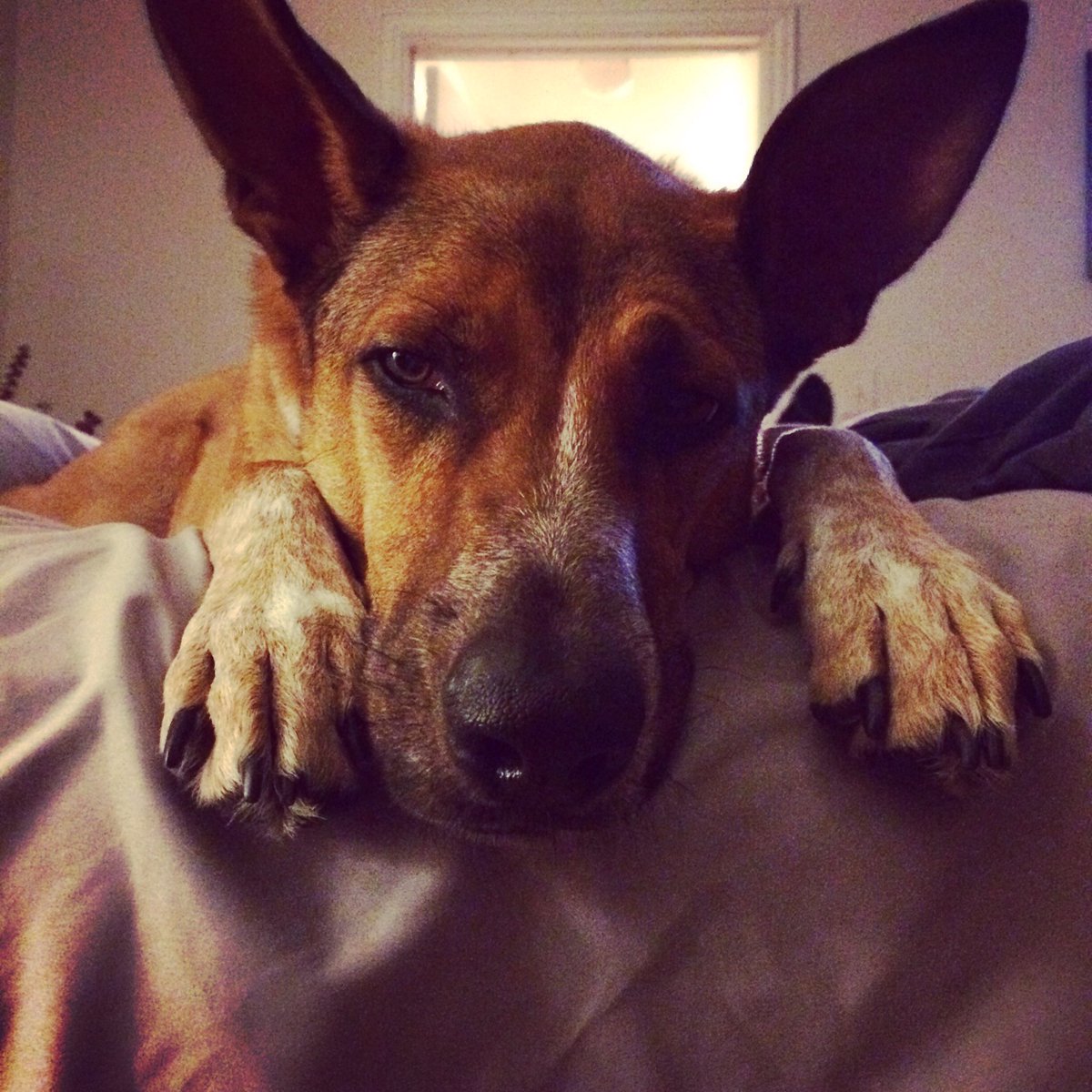 Does he qualify as a kid? 🐺 #NationalTakeYourKidToWorkDay