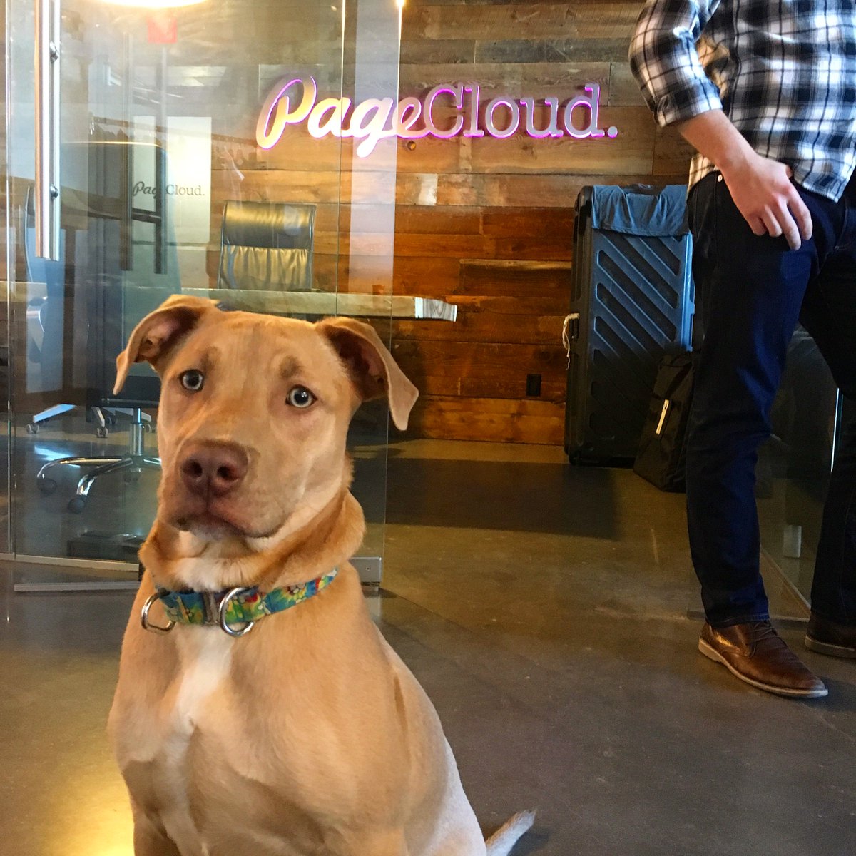 This day just got better! Thanks @Uber_Ottawa and <a href="/SitWithMeRescue/">Sit With Me Rescue</a>! #UberPUPPIES #SitWithMeRescue #PageCloudPups