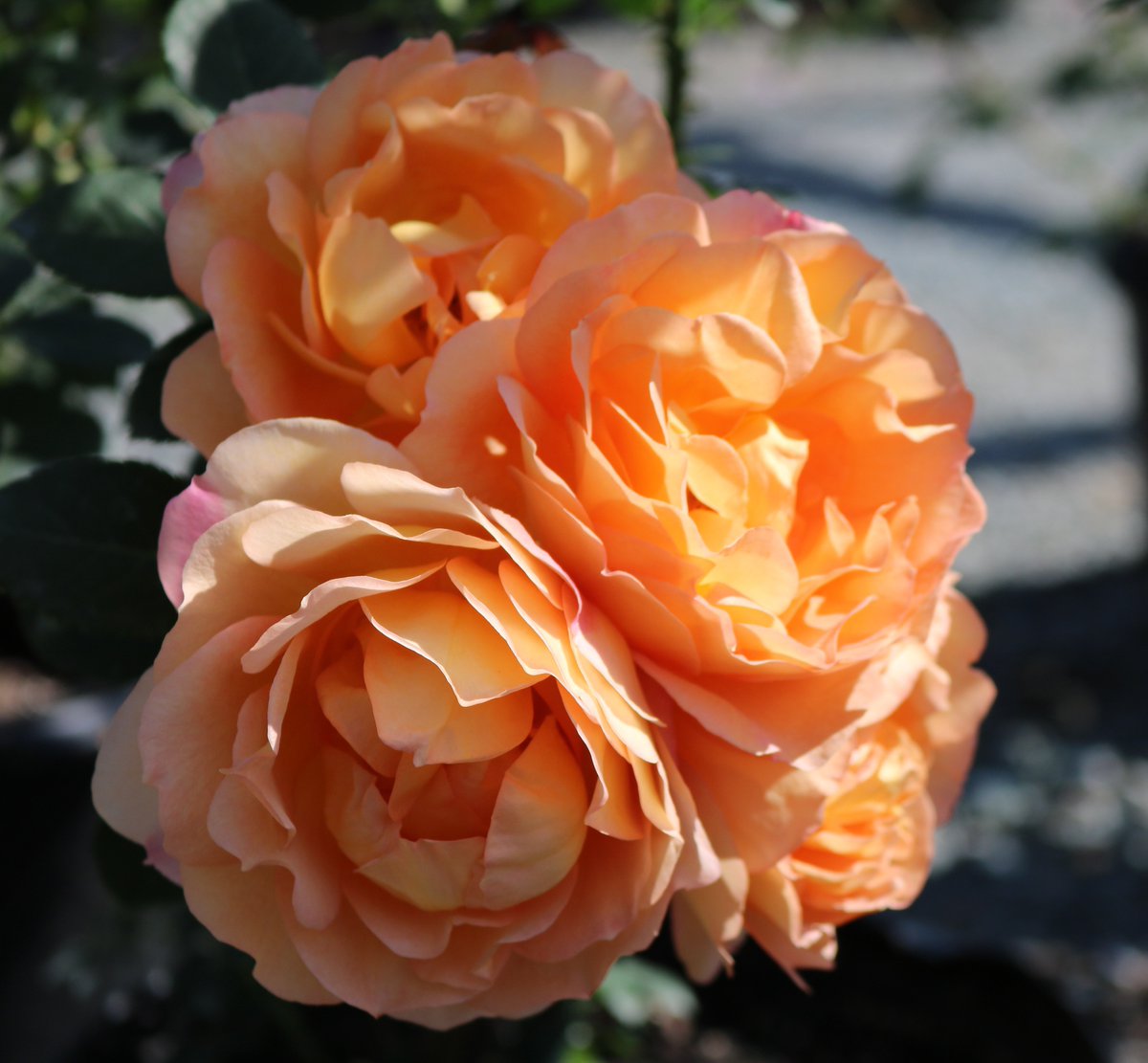 WitherspoonRose's tweet photo. Stop by for premium David Austin Roses, like this Lady of Shalott, at Witherspoon! #durhamisbeautiful with #roses https://t.co/hJ6isU4Nph